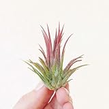 tillandsien - samen gartenpflanzen kübelpflanzen - Seltene Pflanzen - grünpflanzen hängepflanze luftpflanzen echt topf pflanze tillandsien dekopflanzen stauden winterhart mehrjährig 5p