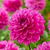 Dahlien Dekorative Rosa Knollen, 5 Dahlienzwiebelsorten Mix aus Holland, echte große Dahlienpflanzen für Garten und Töpfe (keine Samen, nicht künstlich)