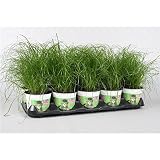 Cyperus Zumula Katzengras - 3er Set Frisches Katzengras für Katzen - Ideale Pflege, Verdauung & Beschäftigung - Ungiftig, Unterstützt Gesundheit und Wohlb