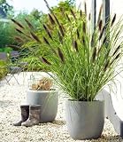 BALDUR Garten 1x Schwarzes Lampenputzergras, Pflanze im 9x9 cm-Topf, Ziergras, winterharte Staude, trockenresistent, mehrjährig, blühend, Pennisetum alopecuroides var. viridescens, Federborsteng