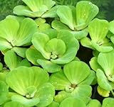 Muschelblume - Wassersalat - Grüne Wasserrose/