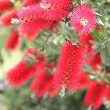 Zylinderputzer, topfpflanzen draußen winterhart Callistemon rigidus, exotische kräutergarten geschenk alte sorten immergrüne seltene 500S