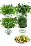 Salatkräuter-Set, 4 Frische Kräuter Pflanzen, Schnittlauch, Rucola, Pimpinelle &