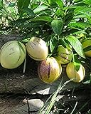 Solanum Pepino Gold 20-40 cm – Süße & Aromatische Melonenbirne | Exotische Fruchtpflanze für Garten & Balk