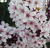 Zwergblutpflaume, Prunus cistena, 60-80cm, mehrtriebig, im Top