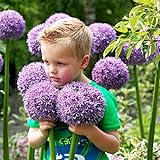 Allium Gladiator (Packung mit 5 Zwiebeln), Riesen Zierlauch Giganteum, Mehrjährig, Winterharte Duftend Blumenzwiebeln aus Holland für Garten, Topf (große Knollen, kein Samen, nicht künstlich)