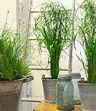 BALDUR Garten Zyperngras - Cyperus Alternifolius ca. 45-55 cm,1 Pflanze, Zimmerpflanze für Wohnung & Büro, unterstützt gutes Raumklima, im Sommer auf Balkon & Terrasse, pflegeleicht & rob