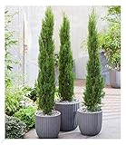 BALDUR Garten Echte Toskana 'Säulen-Zypressen', 1 Pflanze, Cupressus sempervirens pyramidalis Mittelmeer-Zypresse winterhart, pflegeleicht, Wasserbedarf gering