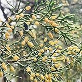 zypressen pflanzen winterhart - samen ingarden bonsai bäumchen kaufen deko pflanze zimmerpflanzen topfpflanzen dachbegrünung baumsamen bäume garten winterhart zypressen pflanze 40p