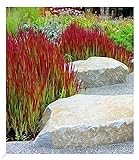 BALDUR Garten Ziergras 'Red Baron', 3 Pflanzen, Japanisches Blutgras Flammengras, Imperata cylindrica, Garten-Ziergräser, winterharte Staude, mehrjährig,