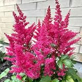 astilben samen, prachtspiere winterhart samen - bio saatgut winterharte balkonpflanzen stauden pflanzen winterhart pflanzen topf bonsai samen flowers winterharte kübelpflanzen hochbeet 500p