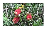 Stk - 100x Callistemon citrinus Karminroter Zylinderputzer Blumen Pflanzen- Samen B845 - Seeds & Plants Shop by Ip