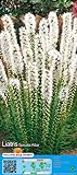 Liatris spicata alba - Weiße Prachtscharte 5 Blumenzwiebeln w