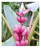 BALDUR Garten Rosa Zwerg-Banane, 1 Pflanze, Musa velutina Keniabanane, exotische Bananen-Rarität, mehrjährig - frostfrei halten, Bananen-Früchte essb