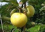 Apfelbaum groß alte Sorte Obst Baum Weißer Klarapfel Baum Busch - in Premium Baumschul Qualität, 120-150 cm, Wuchshöhe bis 400 cm, perfekt für Apfelmus geeig