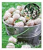 BALDUR Garten Weiße Ananas-Erdbeere 'Natural White®', 3 Pflanzen & 1 Pflanze, rote Erdbeere Senga Sengana, Fragaria winterhart, pflegeleicht, blühend, Fragaria x