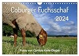 Coburger Fuchsschaf (Wandkalender 2024 DIN A4 quer), CALVENDO Monatsk
