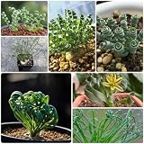 200 pcs albuca spiralis pflanze samen, extrem winterharte kübelpflanzen, pflanzen garten (Albuca namaquensis) sukkulenten topf, deko pflanzen pflanzen für garten, g