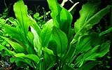 Tropica Aquarium Pflanze Echinodorus bleheri im Topf Topf Nr.071 Wasserpflanzen Aquariump