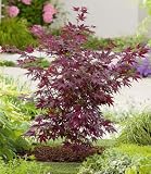 BALDUR Garten 1x Japanischer Ahorn 'Burgund', Pflanze im 12 cm-Topf, Ahornbaum, rote Blätter, winterhart, sehr pflegeleicht, Acer palmatum atropurpureum, Fächerahorn-R