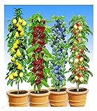 BALDUR Garten Säulen-Obst-Kollektion Birne, Kirsche, Pflaume & Apfel, 4 Pflanzen als Säule Birnbaum, Kirschbaum, Pflaumenbaum, Apfelbaum, Obstbaum-Kollektion, winterhart, platzsparende S