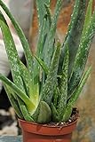Kunert-Keramik Echte Aloe Vera,medizinisch,ca.45cm, sehr große Pflanzen (1)