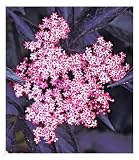 BALDUR Garten Holunder Sambucus nigra 'Thundercloud'winterhart, 1 Pflanze, schmetterlingsfreundlich, Holunderbeere, Fliederbeere, trockenresistent, mehrjährig, blü