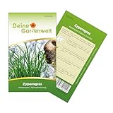 Zyperngras Katzengras Samen - Cyperus zumula - Zyperngrassamen - Katzengrassamen - Saatgut für 90