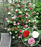 BALDUR Garten Winterharte Garten-Kamelie 'Tricolor', 1 Pflanze, Camellia japonica japanische Kamelie winterhart, Wasserbedarf gering, für Standort im Schatten geeignet, blü