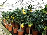gruenwaren jakubik echter Zitronenbaum 80-100 cm Zitrone Citrus Limon Zitrusp