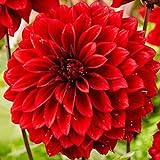 COOTO Garden Dahlien 1x Rot dekorative Dahlie knolle Gartenpflanzen winterhart Dalien b