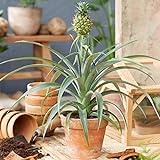Ananas comosus Amigo – Ananas-Pflanze | beste Zimmerpflanzen | 35-45 cm im Kunststoff-Züchtertop