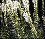 Prachtscharte Floristan Weiß - Liatris spicata - Gartenp
