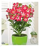 BALDUR Garten Wüsten-Rose 'Rot', 1 Pflanze, Adenium obesum Zimmerpflanze blühend Zimmerpflanze, mehrjährig - frostfrei halten, pflegeleicht, Wasserbedarf gering, blü