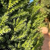 zypressen pflanzen winterhart samen dachbegrünung baumsamen steingartenpflanzen winterhart kübelpflanzen winterhart mehrjährig topfpflanzen winterharte pflanzen für garten 5p