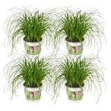 Cyperus Alternifolius Zimmerpflanze, Enthält Natürliche Blätter, Für Katzenfreundliche Umgebung, Katze Gras, Zimmerpflanze, Geeignet Für Wohnzimmer Balkon, Grün, 4 Stück Ø12cm Höhe 20