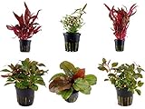 Tropica Pflanzen Set 6 schöne rote Topf Pflanzen Aquariumpflanzenset Nr.10 Wasserpflanzen Aquarium Aquariump