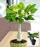BALDUR Garten 1x Hawaii-Palme, Pflanze im 12 cm-Topf, Zimmerpflanze blühend Brighamia insignis, Vulkanpalme, exotische Zimmerpflanze, mehrjährig - frostfrei halten, Wasserbedarf gering, blü