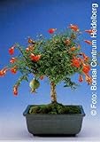 Tropica - Bonsai - Zwerg-Granatapfel (Punica granatum nana) - 50 S