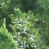 zypressen pflanzen winterhart - samen - Seltene pflanzen - topfpflanzen deko pflanze zimmerpflanzen dachbegrünung baumsamen zypressensamen garten samen deko wohnzimmer modern 300p