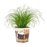 Katzengras – Cyperus Zumula – Wechselblättriges Zyperngras – Ø12cm – 23cm – Zimmerpflanze für Katzen – Natürliche Verdauungshilfe & Dekop