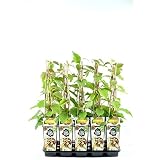 Kiwi Jenny 70 cm - Actinidia chinensis Jenny - selbstfruchtend/selbstb