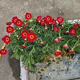 margeriten samen mehrjährig winterhart winterharte kübelpflanzen margeritensamen frühlingsblume, wildblumensamen pflanzen für sonnige plätze wildblumen balkonblumen winterharte 500p
