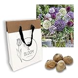 Plant & Bloom U-Pick Allium Mix from Holland, 20 bulbs - Easy to grow - For Fall Planting in Your Garden - Dutch quality - Mixed Colours Blooms - Cut Flower B