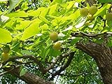 Ginkgobaum Ginkgo biloba Pflanze 90-100cm Baum des Jahrtausends Fächerblattb