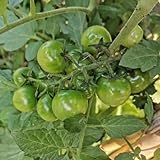 20 pcs tomatensamen grüne tomaten, obstbäume kaufen, ostergeschenke bonsai baum, gewächshaus seed, pflanzen balkon pflanzen samen indoor, geschenke für gärtner obst samen, bonsai biosaatg