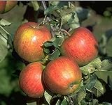 WonderTree Apfelbaum Elstar Apfel extra reich tragend selbstfruchtend kompakt w