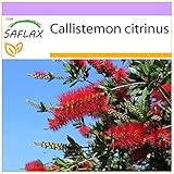 SAFLAX - Australischer Lampenputzer - 400 Samen - C