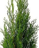 iglaco Thuja Smaragd immergrüner Lebensbaum Heckenpflanze Zypresse. Große und gesunde Sämlinge. (40, 100-110 cm)