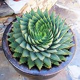 50 Stück Aloe Vera Samen Sukkulente Kräuterpflanze Büro Hausgarten Bonsai Topf Dekor Gartensamen zum Pflanzen jetzt Aloe Vera Samen#